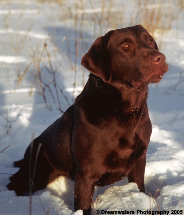 Rose Sit Portrait.jpg